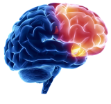 brain icon